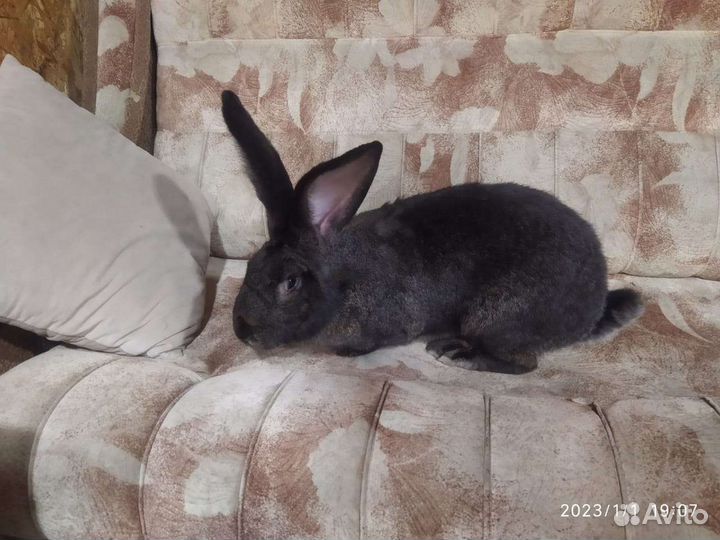 Кролики разных пород,ризены, строкачи(нпв)