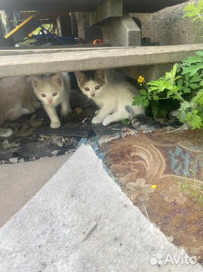 Отдам в добрые руки