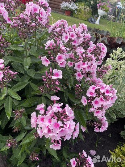 Флоксы многолетние