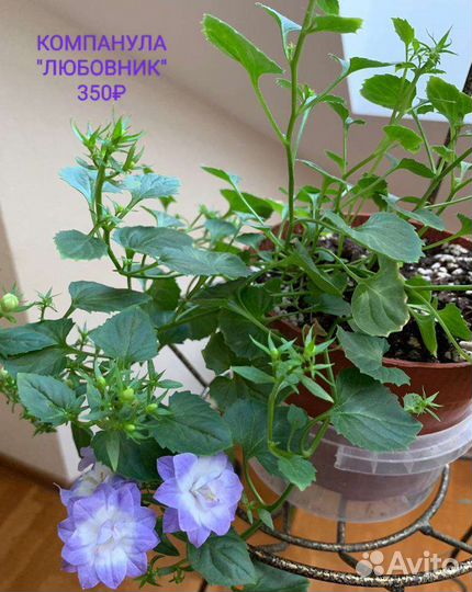 Герань. Пахистахис. Компанула. Гибискус