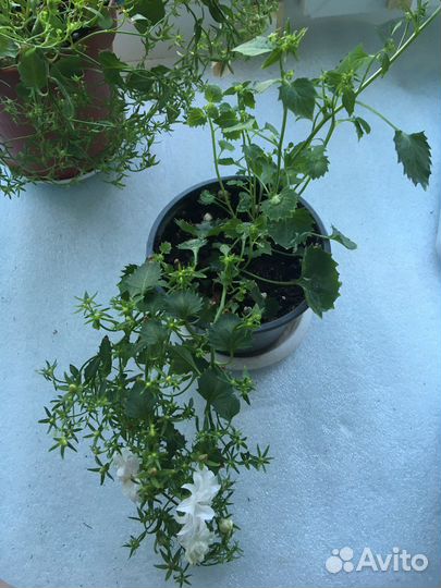 Кампанула махровая невеста