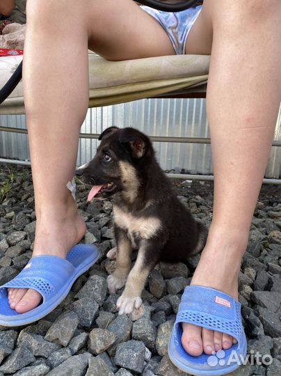 Щенок девочка (2 месяца)