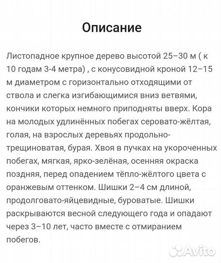 Лиственница европейская