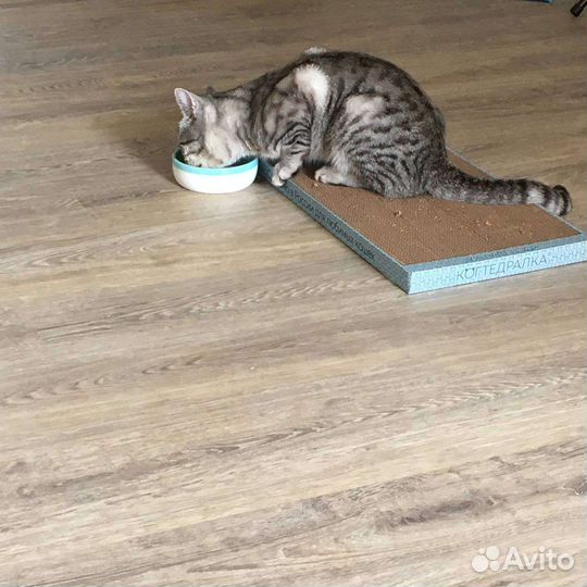 Британский кот