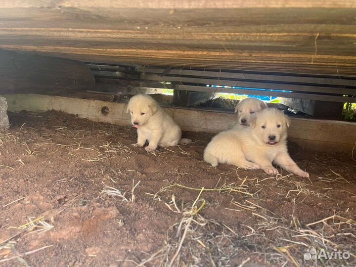 Щенки