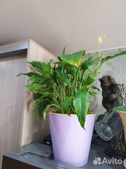 Комнатные цветы