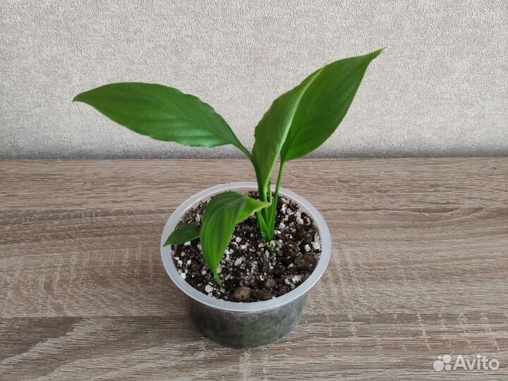 Спатифиллум