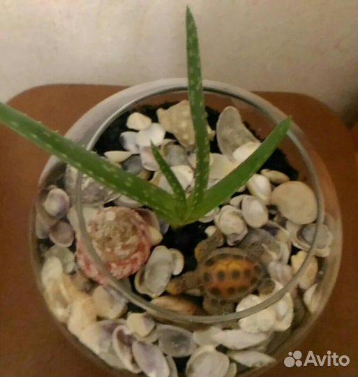 Флорариум с алоэ вера