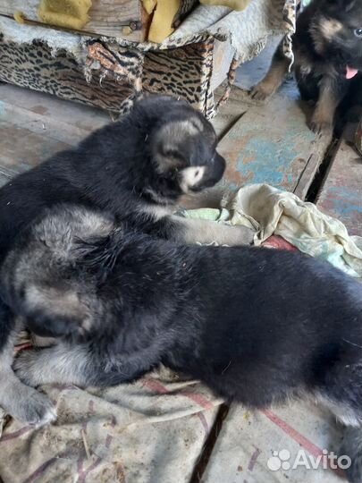 Продам щенков вео