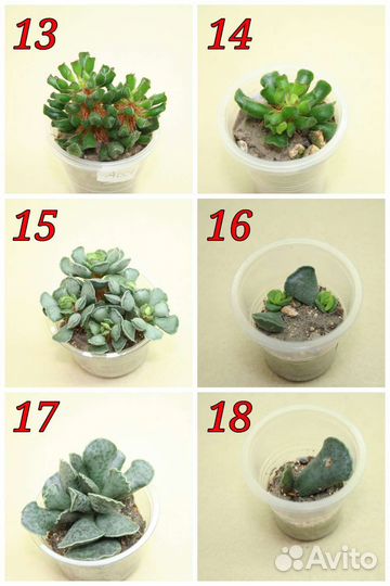 Суккуленты (обновлено 08 августа)