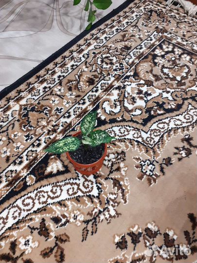 Сансевиерия