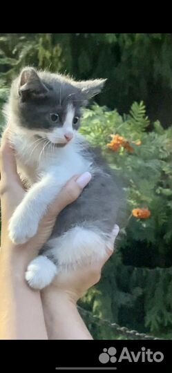 Котенок ищет дом