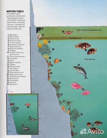 Планета чудес и загадок