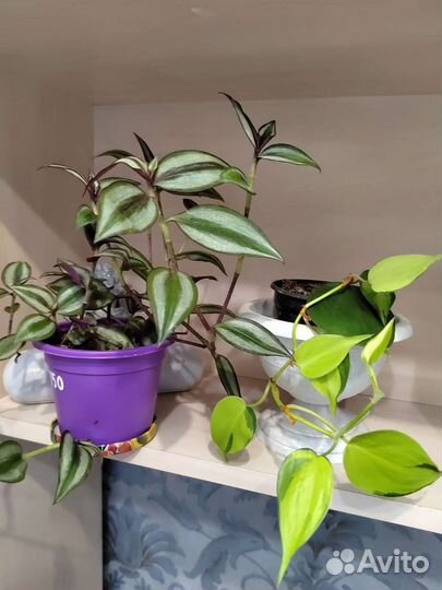 Филодендроны