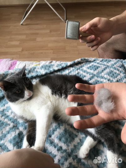 Кошка в добрые руки