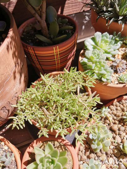 Суккуленты, кактусы