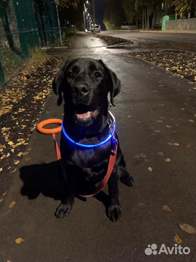 Кобель лабрадора вязка