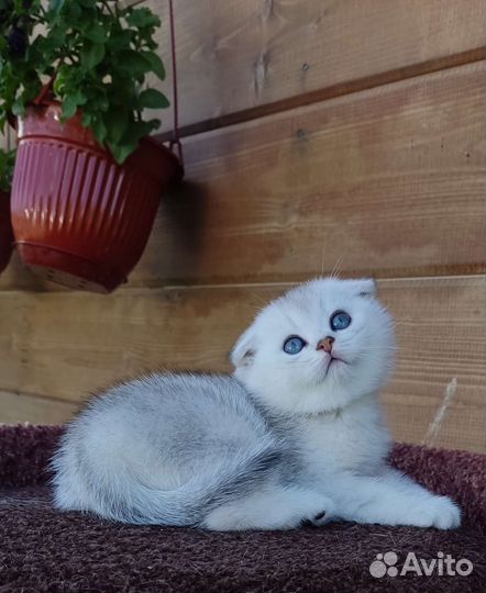 Шотландские котята