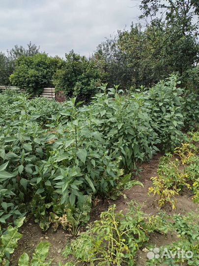 Топинамбур