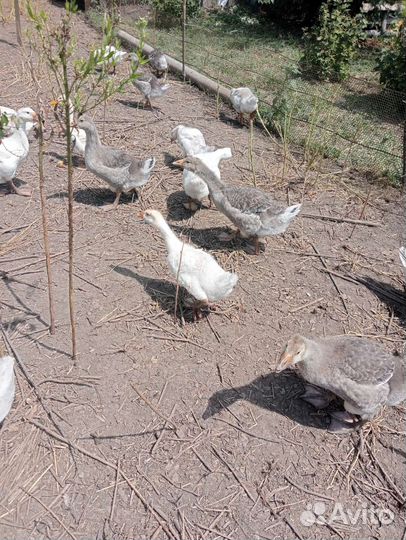 Утки,куры,гуси