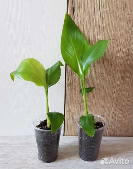 Комнатные цветы 34