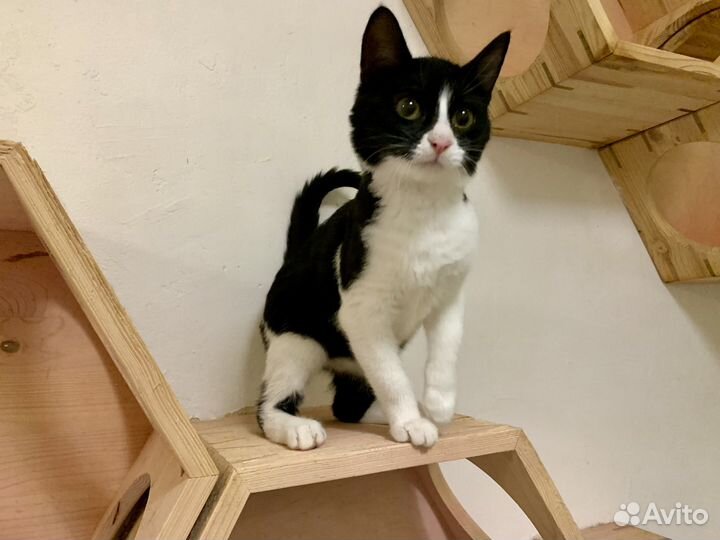 Котёнок 5мес супер ласкуша