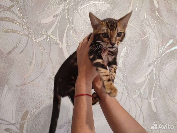 Бенгальская кошечка