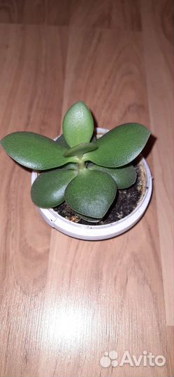 Толстянка (денежное дерево)