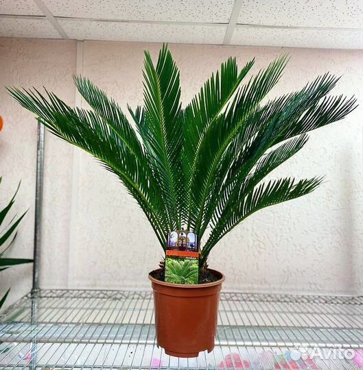Саговник поникающий Пальма Цикас