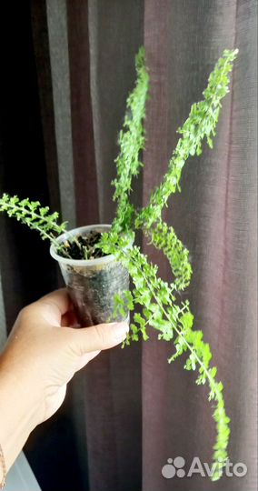 Папоротник комнатный