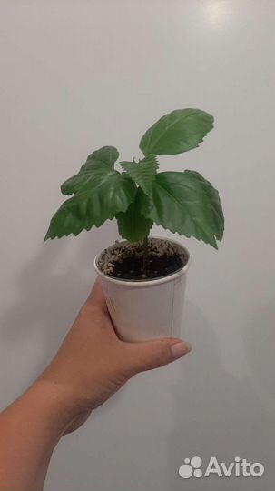 Гибискус махровый красный