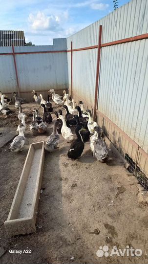 Утки на мясо или на племя