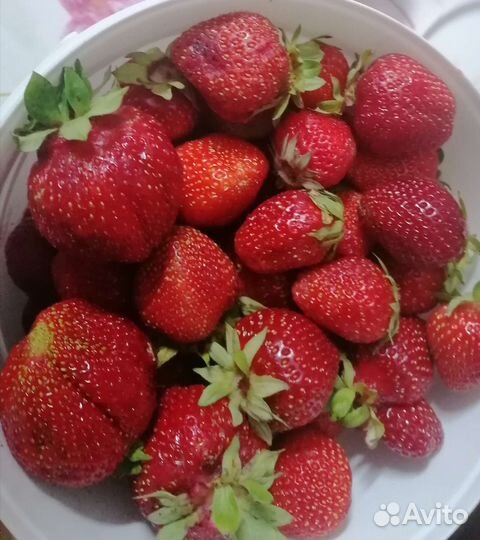 Саженцы, укоренённые усики клубники Фестивальная