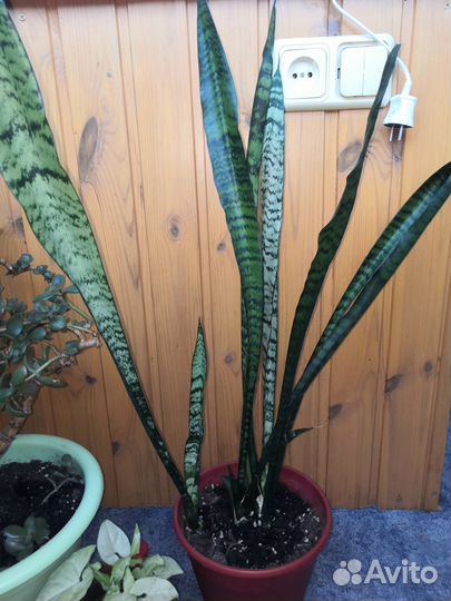 Продам цветы комнатные