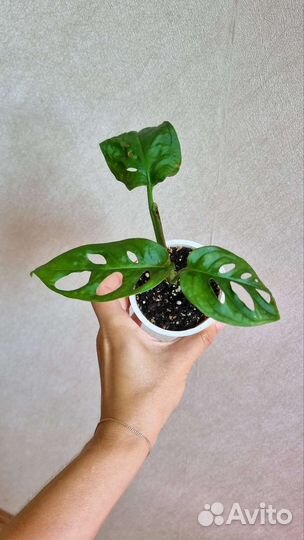 Монстера манки (адансона)