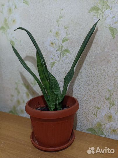 Сансевиерия