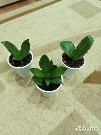 Сансевиерия