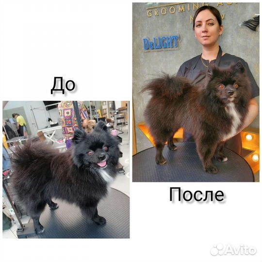 Груминг собак, кошек