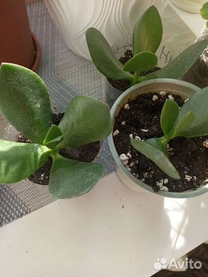 Бесплатно.детки денежного дерева