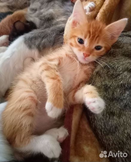 Рыжий котенок