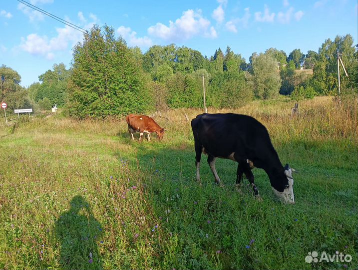 Корова дойная