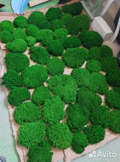 Свежий стабилизированный мох от производителя