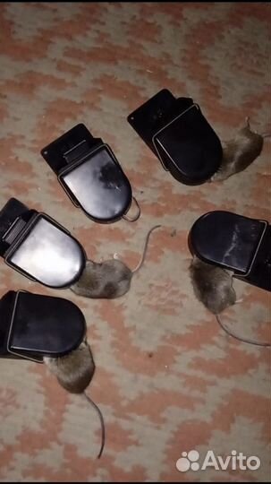 Отрава от крыс и мышей, мышеловки и капканы