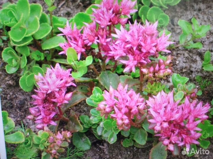 Почвопокровный очиток