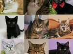 Стерилизованн�ые и вакцинированые кошки и котята