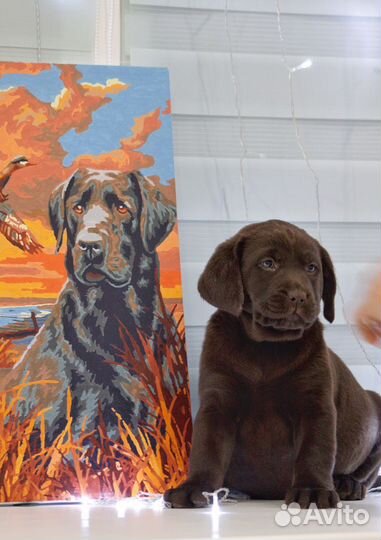 Щенок лабрадора с документами