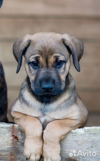 Щеночек мальчик ищет дом