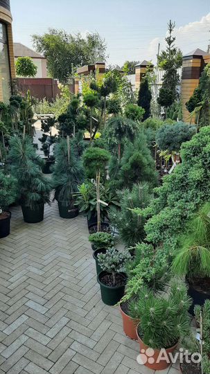 На штамбе большой ассортимент хвойных