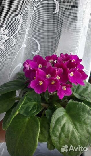 Фиалка Оптима Милления