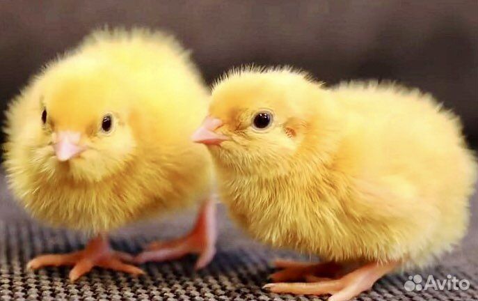 Перепелята